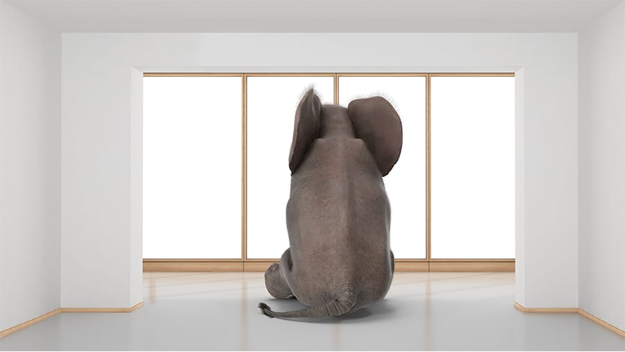 Name the Elephant in the Room